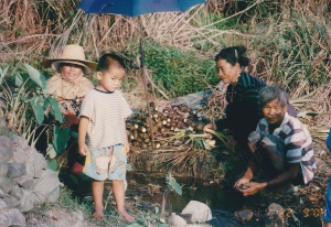 People harvesting taro