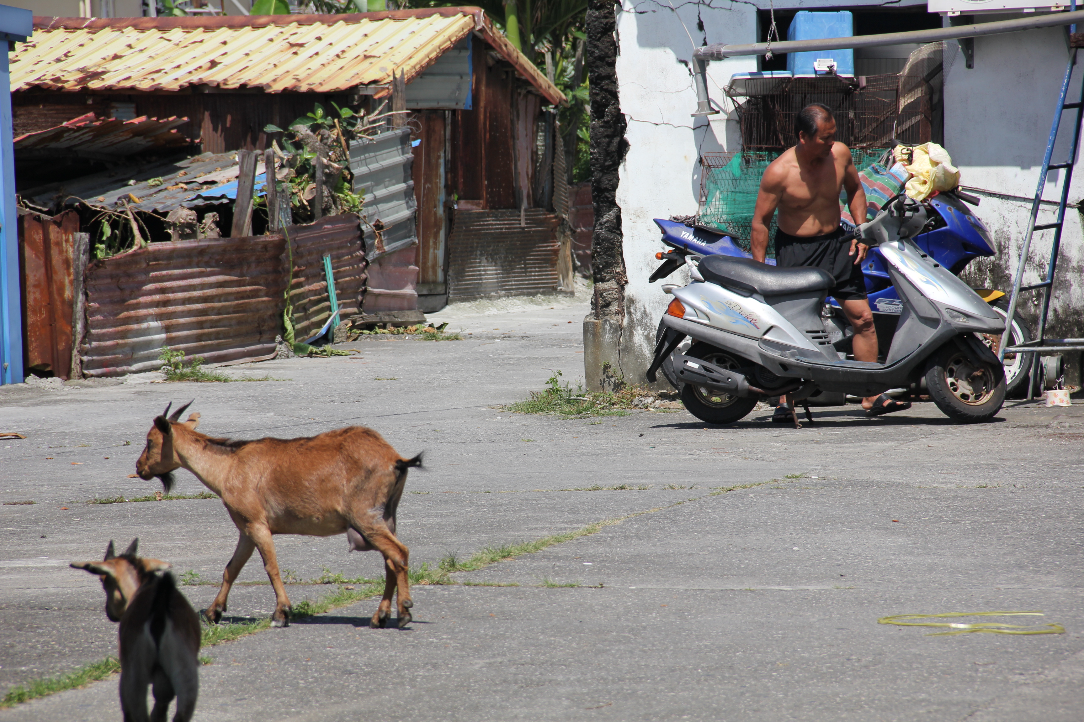 Residental street with goats of unknown owners