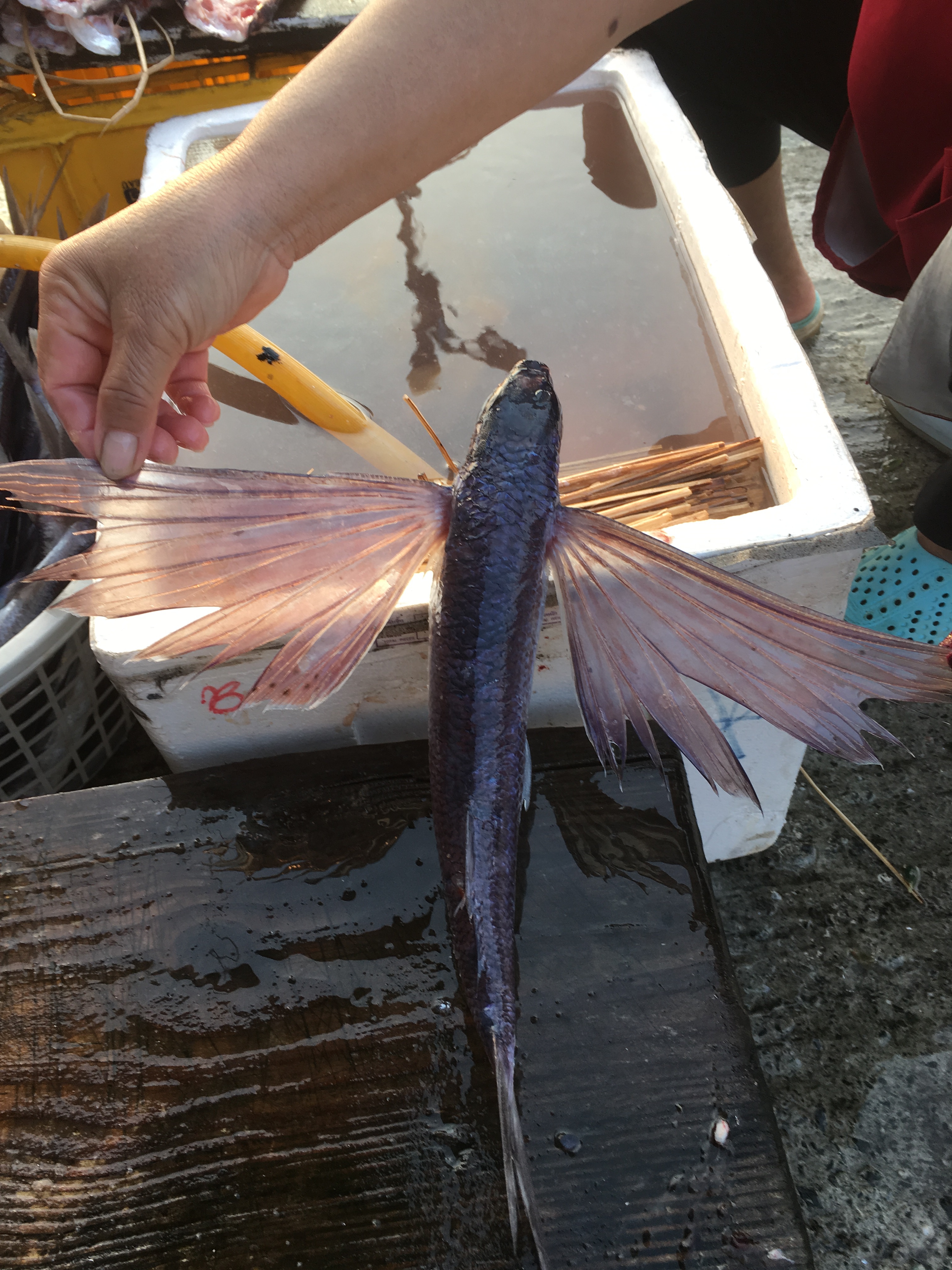 Tao shows flying fish season in Lanyu